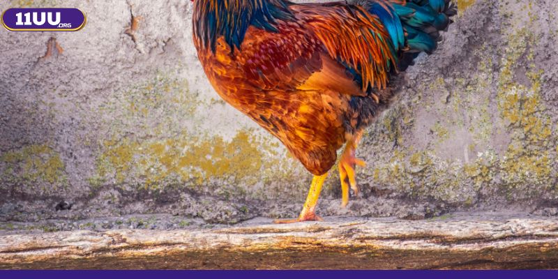 Cách nhìn chân gà đá hay về màu sắc rất dễ