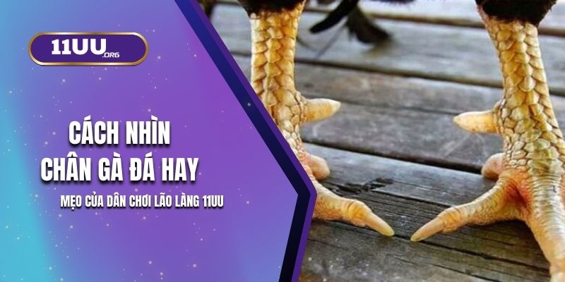 Cách Nhìn Chân Gà Đá Hay – Mẹo Của Dân Chơi Lão Làng 11UU