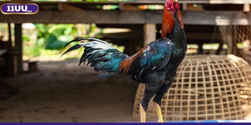 Đây là điều quan trọng khi nuôi chiến kê