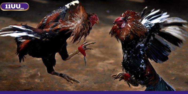 Luật chơi tại sảnh được quy ước rõ ràng bởi nhà cái 