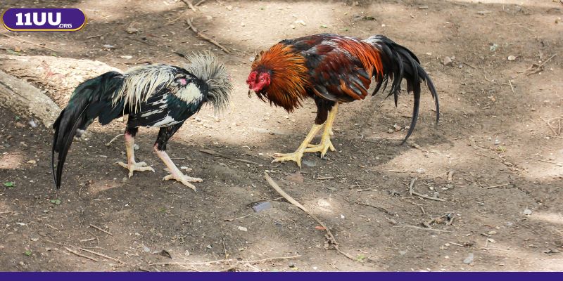 Phần móng, khớp phản ánh được lối đánh