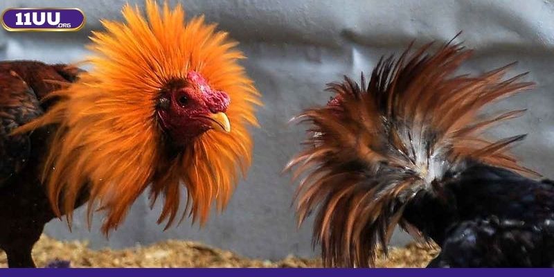 Tìm hiểu sơ qua về sảnh Đá gà 11UU 